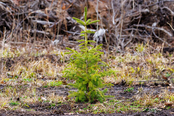 Naklejka na ściany i meble Young spruce tree sapling planted and growing in a clear-cut forest during early spring. Selective focus, background blur and foreground blur. 