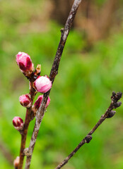 Tree branches with beautiful tiny flowers. Apricot blossoms plenitude. Beautiful floral image of spring nature. Selective focus. Close-up and blur. Vertical.