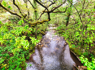 River near Santullano village, Somiedo Natural Park, Asturias, Spain