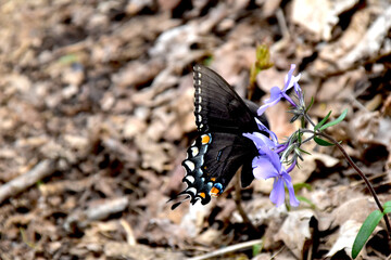 butterfly on a flower