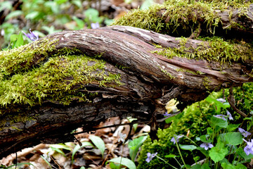 Fototapeta premium moss on twisted tree stump