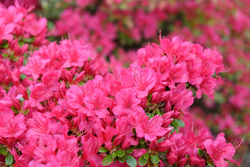 Pink Rhododendron Ôima-shojoÕ in flower