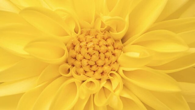 4K Time Lapse of blooming yellow Dahlia, close-up. Timelapse of growing and opening beautiful flower, rotating. Time-lapse Top view.