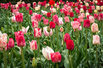Mixed display of tulips flowering in a garden