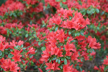 Red Rhododendron ÔRusticaÕ in flower