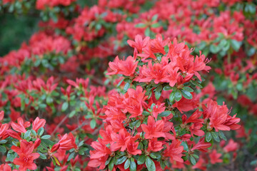Red Rhododendron ÔRusticaÕ in flower