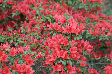 Red Rhododendron 'Rustica' in flower