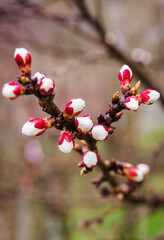 Tree branches with beautiful tiny flowers. Apple blossoms plenitude. Beautiful floral image of spring nature. Vertical.