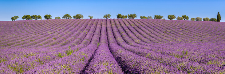 Fototapeta na wymiar Lavender fields in Valensole Plateau. Panoramic view of Provence in Summer. Alpes-de-Haute-Provence, French Alps, France