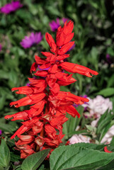 Scarlet Sage (Salvia splendens) in park