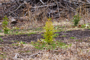Naklejka na ściany i meble Young spruce tree sapling planted and growing in a clear-cut forest during early spring. Selective focus, background blur and foreground blur. 