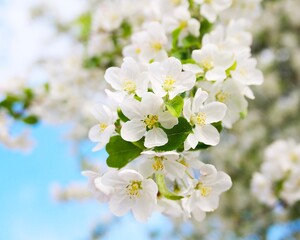 flowering branch on a tree against the blue sky