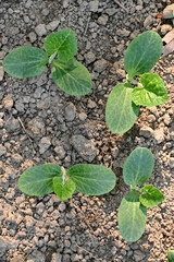 closeup the bunch ripe green round gourd vine plant seedling and soil heap in the farm soft focus natural green brown background.