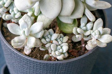Succulent Pachyphytum in a pot. Hobbies, floriculture, home plants.