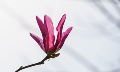 Large pink flower Magnolia Susan (Magnolia liliiflora x Magnolia stellata) on white snow with grey strips background.  Beautiful blooming in spring garden. Selective focus. Place for your text.