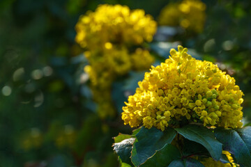 Mahonia aquifolium or Oregon grape blossom in spring garden. Soft selective focus of bright yellow flowers. Wonderful natural background for any idea. There is place for text