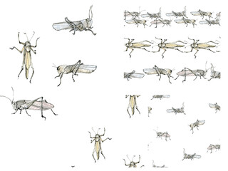 Watercolor illustration grasshoppers (locusts) set, a muted color sketch isolated on a white background. Elegant insects drawn by hand with ink.
