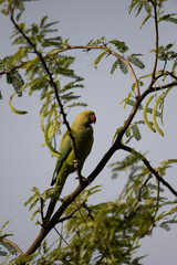 Moment of tenderness between a pair of rose-ringed parrots