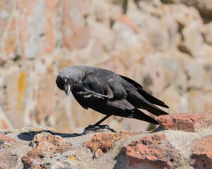 Bird showing its little feet