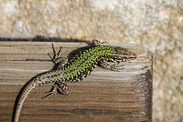 Echse, Eidechse, Reptil, Drache, Mauereidechse