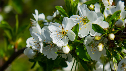 Nature, plants and flowers.