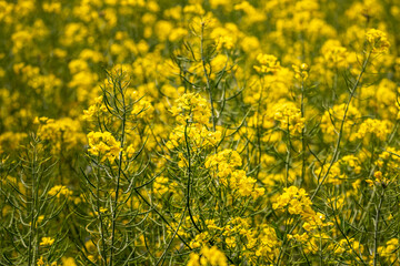 rapeseed fields during flowering time in spring in the Emporda area in Girona Catalonia
