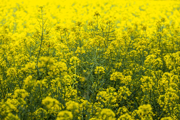 rapeseed fields during flowering time in spring in the Emporda area in Girona Catalonia