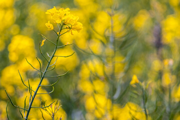 Obraz premium rapeseed fields during flowering time in spring in the Emporda area in Girona Catalonia