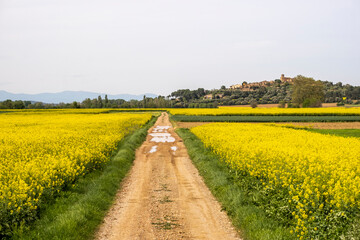 Fototapeta na wymiar rapeseed fields during flowering time in spring in the Emporda area in Girona Catalonia
