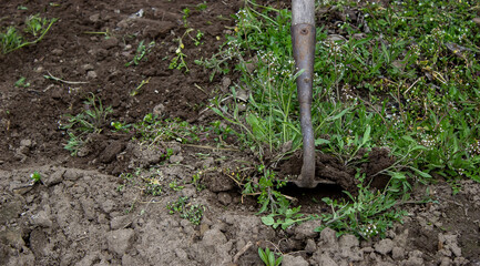 a man cleans weeds in the garden. Spring cleaning on the farm.