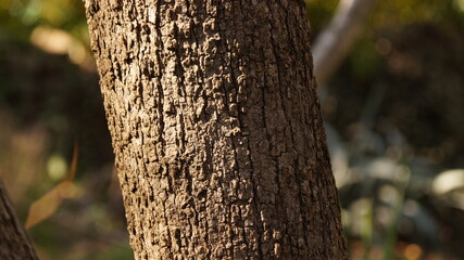 Obraz premium Nature