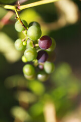 Macro of ripe red and growing green berries of wine grapes in a sunlight. Vine bunches. Agriculture, harvest season