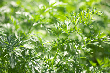 Fresh green carrot leaves in a sunlight in a garden. Agriculture, growing vegetables, planting