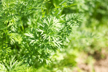 Fresh green carrot leaves in a sunlight in a garden. Agriculture, growing vegetables, planting background with a free space for text