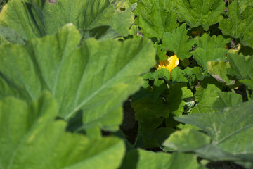 Patisson plant, bush pumpkin, little growing vegetable, yellow flower and big green leaves in a sunlight. Agriculture, gardening