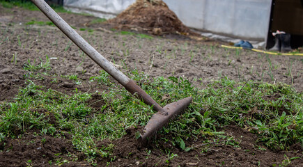 a man cleans weeds in the garden. Spring cleaning on the farm.