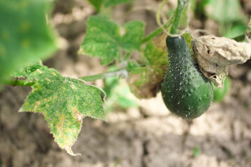 Fresh green cucumber grows on a bush. Vegetables, food background. Agriculture, harvest season