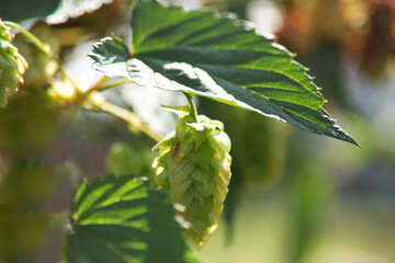 Macro of hop cones with fresh green leaves. Closeup of vegetation, plant for making beer and bread. Agriculture background