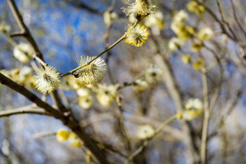 Close-up of a birch branch with young buds. The arrival of spring and warmth. The buds on the trees...