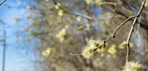 Close-up of a birch branch with young buds. The arrival of spring and warmth. The buds on the trees have blossomed. Cover for spring copyright.