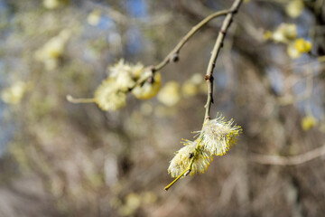 Close-up of a birch branch with young buds. The arrival of spring and warmth. The buds on the trees have blossomed. Cover for spring copyright.