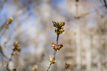 Close-up of a birch branch with young buds. The arrival of spring and warmth. The buds on the trees have blossomed. Cover for spring copyright.