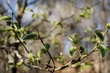 Close-up of a birch branch with young buds. The arrival of spring and warmth. The buds on the trees have blossomed. Cover for spring copyright.
