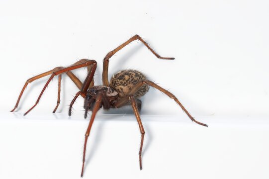 close up of a house angle spider