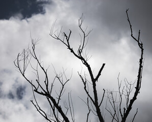 Fototapeta na wymiar Dramatic picture of a silhouette of dry branches with a cloudy sky in the background