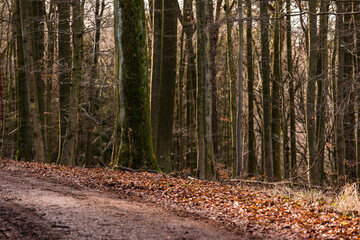 A mystic forest path with leaves and a prominent tree leads along a slope