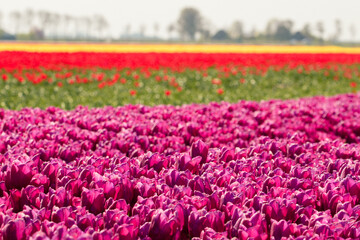 Tulpenbbl&uuml;te, Tulpenfeld