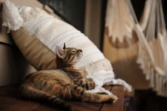 Young kitten sleeping on bench next to pillow with hammock in the background