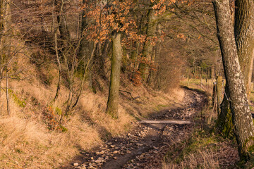 An old ravine with mud and stones is lined with trees in winter