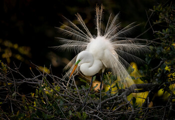 A great egret in breeding plumage 